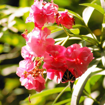 Petaloudes