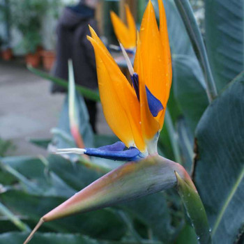 Wunderschöne Blüten
