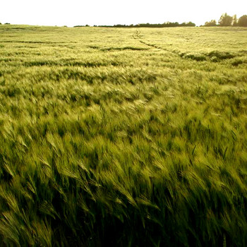 Kein Bett im Kornfeld