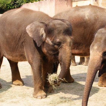 Der Hannover Zoo Teil 3