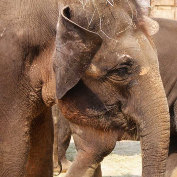 Der Hannover Zoo Teil 3