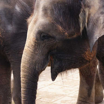 Der Hannover Zoo Teil 3