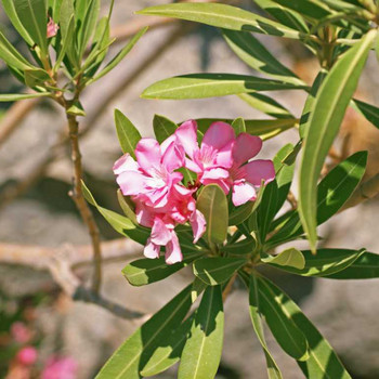 Blütenpracht auf Rhodos