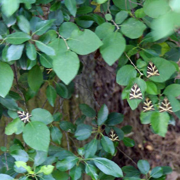 Petaloudes