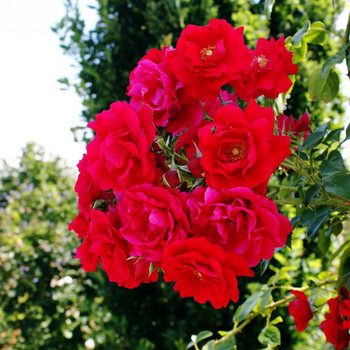 Europa - Rosarium