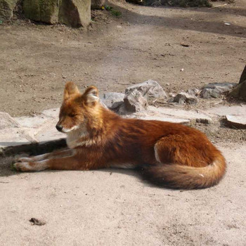 Der Zoologische Garten