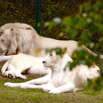Serengeti - Park
