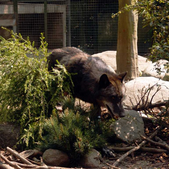Der Hannover Zoo Teil 2