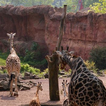 Der Hannover Zoo Teil 2