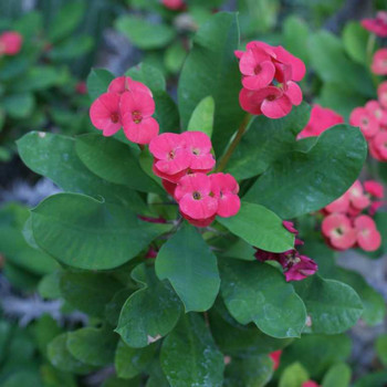 Wunderschöne Blüten