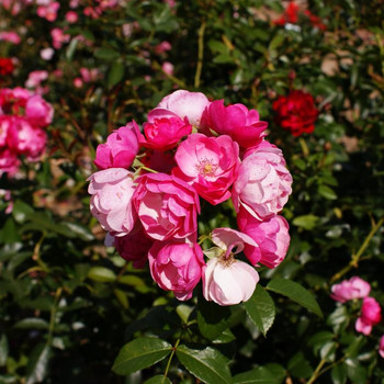 Europa - Rosarium