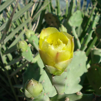 Wunderschöne Blüten