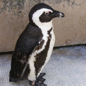 Der Hannover Zoo Teil 2