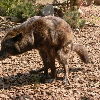 Der Hannover Zoo Teil 2