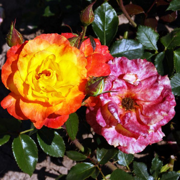 Europa - Rosarium 1