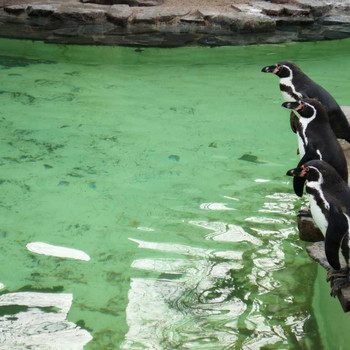 Der Zoologische Garten