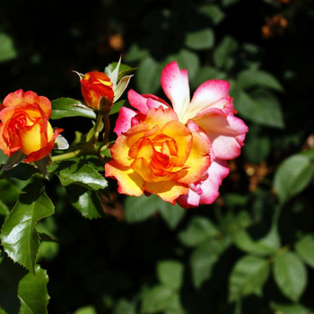 Europa - Rosarium