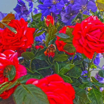 Die Königin der Blumen