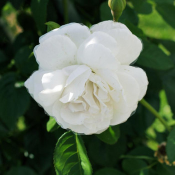 Die Königin der Blumen